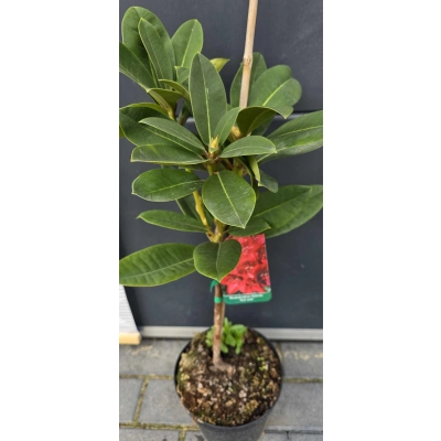 Różanecznik na pniu Rhododendron "Czerwony"